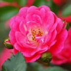 WildRose_L profile image