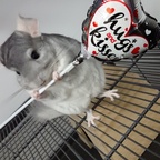 Charlie Chinchilla profile image