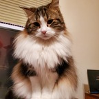 Freyja the Cat profile image