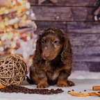 JLDachshund profile image