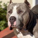 Touch of dominance dog training profile image