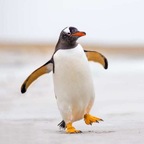 Mülteci Penguen profile image