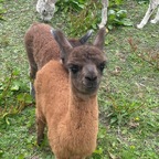 Only alpaca Alfie profile image