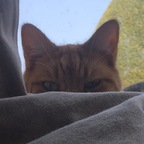 Bobby ross profile image