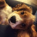 Meeko &amp; Louie profile image
