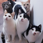 The Cathouse profile image