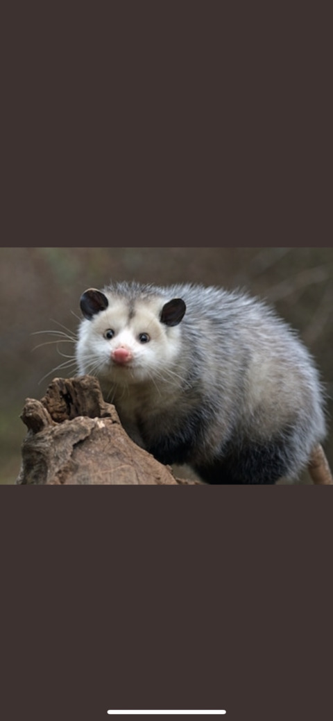 klev cover image