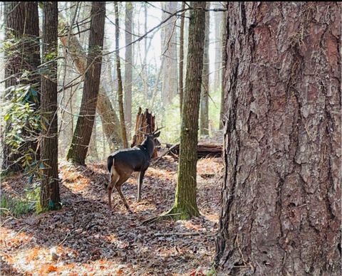 🦃 ᖇOᗷ ᗰᗩᐯEᖇIᑕK 🦌 cover image