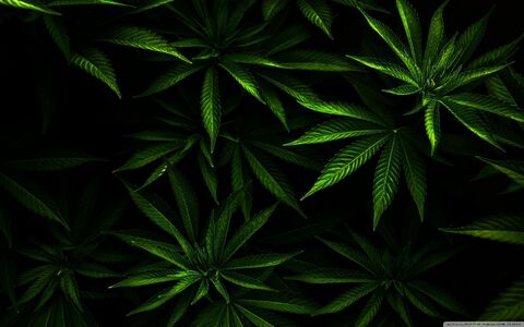 AppleDragon420 cover image