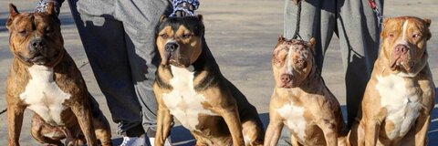 Burrnationk9s cover image