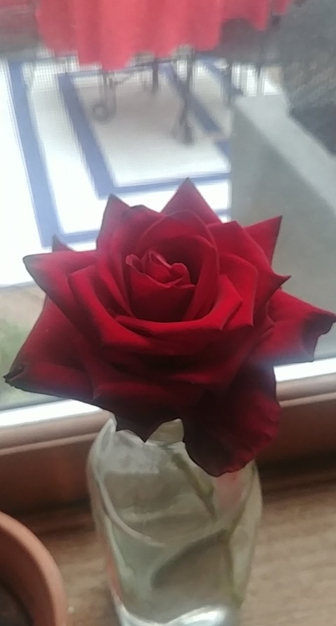 Rose cover image