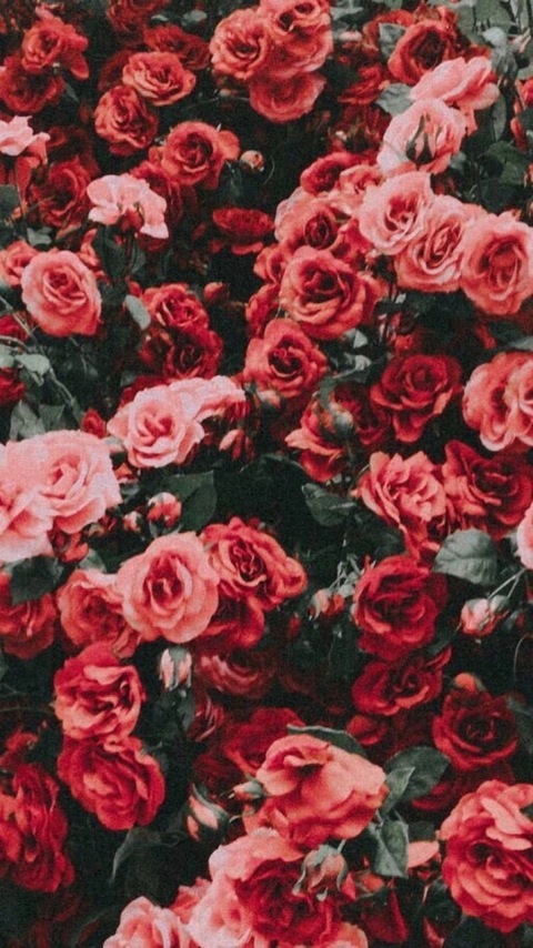 Casanova Chris cover image