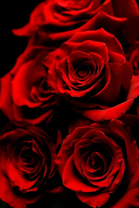 ScarlettRoze🌹 cover image