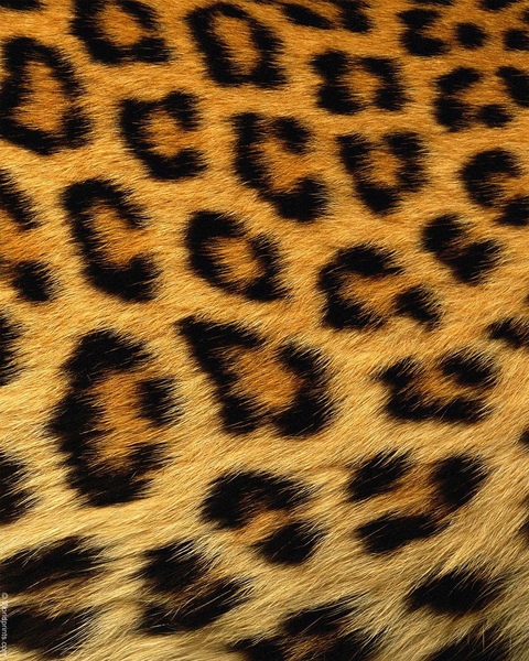 JaylahMFK cover image