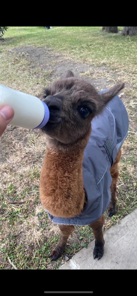 Only alpaca Alfie cover image