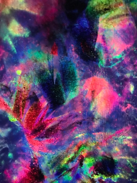Bunny cover image