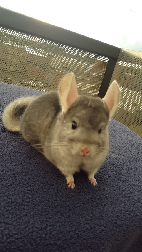 Charlie Chinchilla cover image