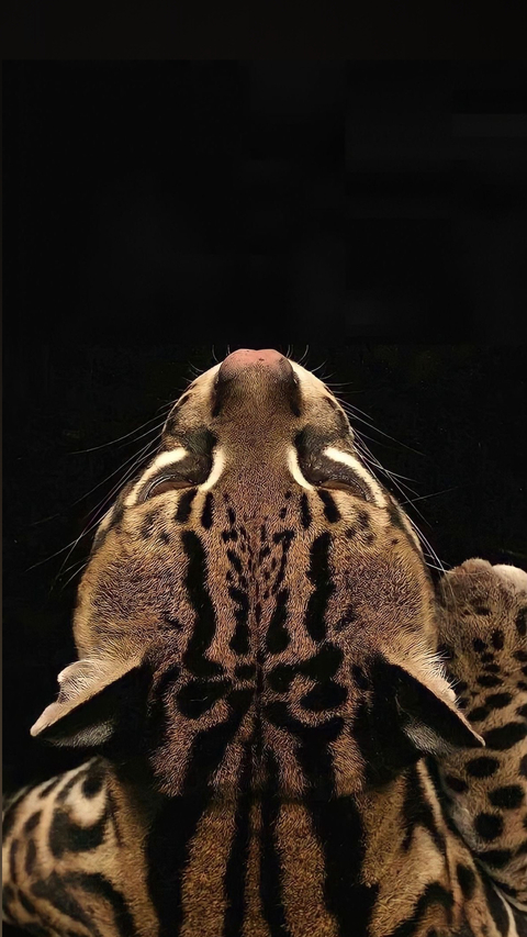 Moli cover image