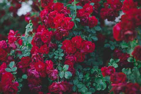 Donna 🌹 cover image