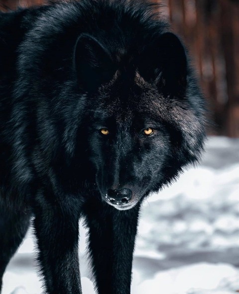 Wolfman Black 🐺🌙 cover image