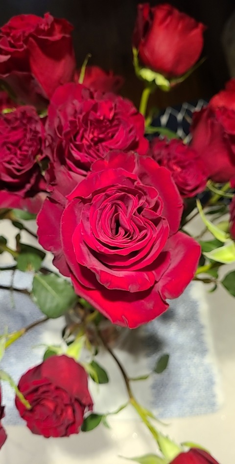 Rosi Blossom VIP cover image