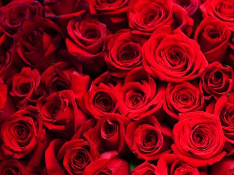 Marilyn La Rose cover image