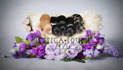 JLDachshund cover image