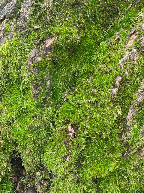 ginger cover image