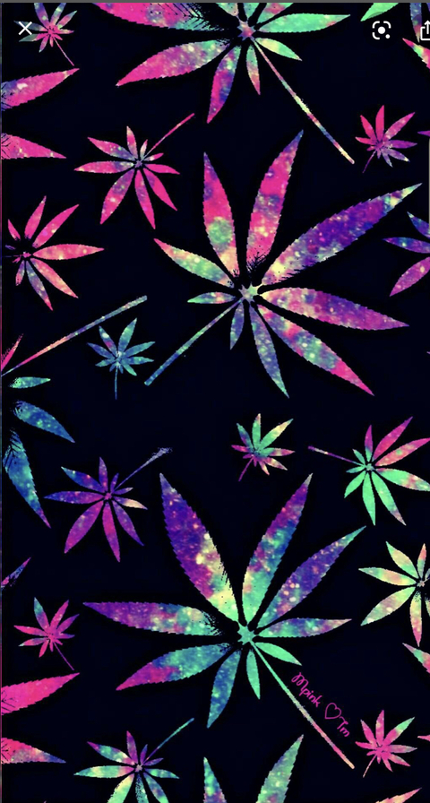 Stoner Babe cover image