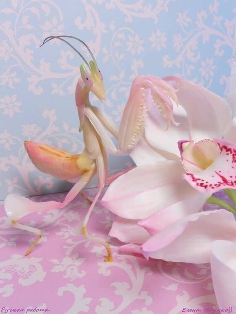 Allyana Day Amore cover image