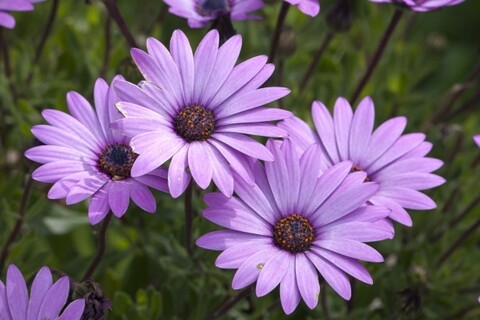 Daisy cover image