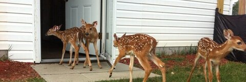 Deer-Noizes cover image