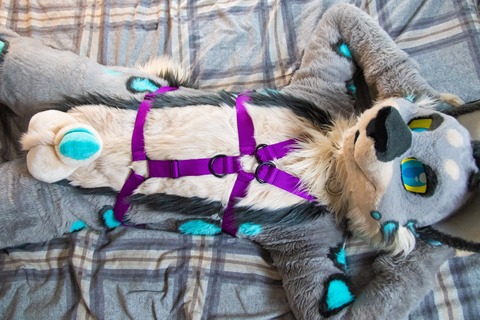 Bimbo Lynx cover image