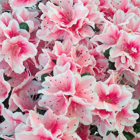 baby june cover image