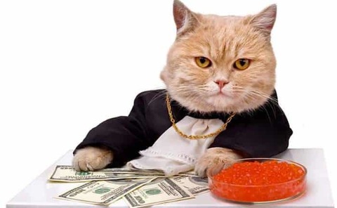 Richcat11_ cover image