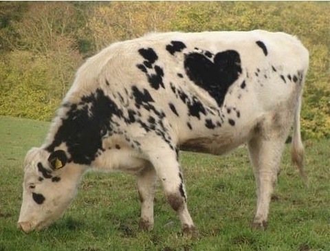 Moo cover image