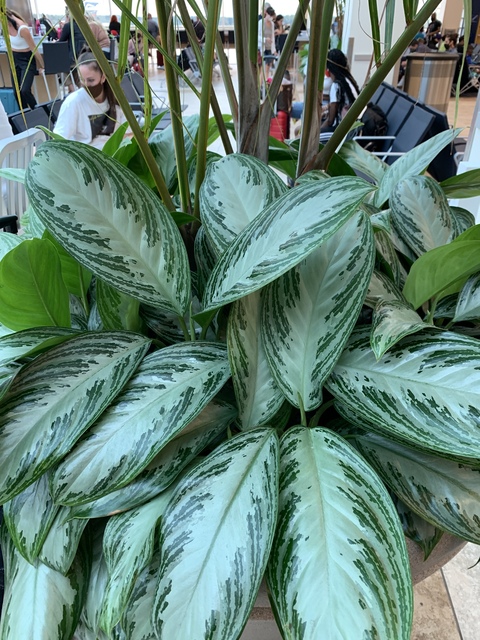 Only Plants cover image
