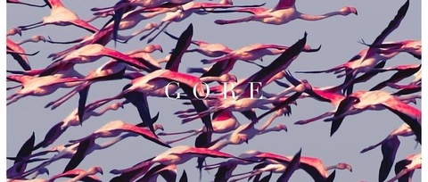 WolfGang Jet ♊️ cover image