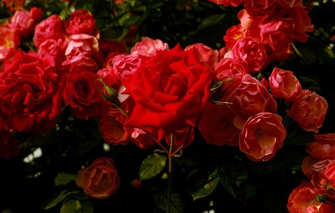 §carlet 🥀 cover image