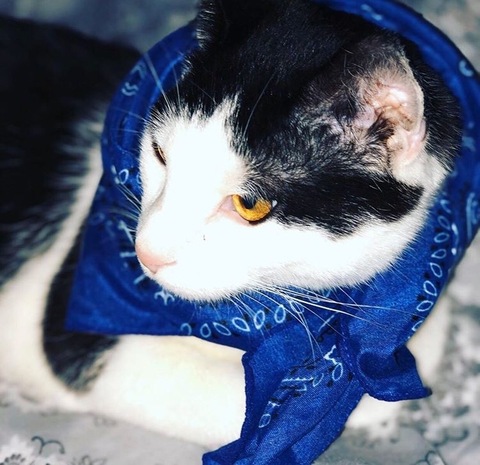 KrueGaGotFanz cover image