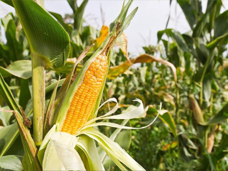 Hannah Farm cover image
