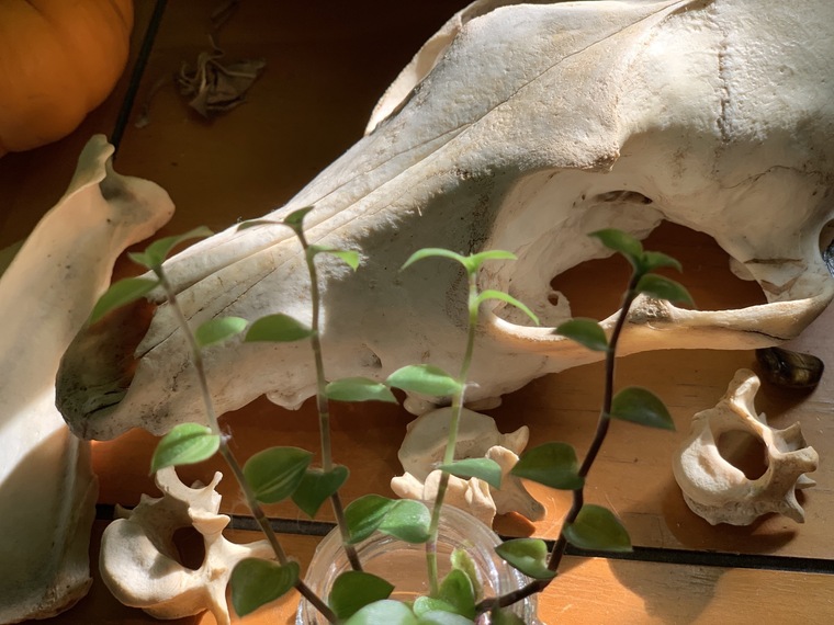 pup 🌿 cover image