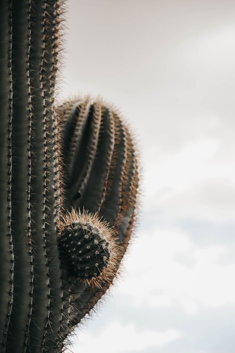 Sonora cover image